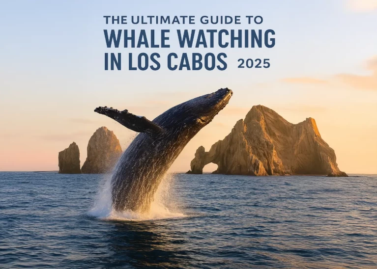 The Ultimate Guide to Whale Watching in Los Cabos (2025)