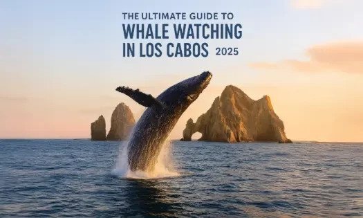 The Ultimate Guide to Whale Watching in Los Cabos (2025)