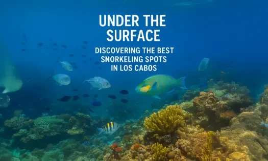 ⭐ Under the Surface: Discover the Best Snorkeling Spots in Los Cabos