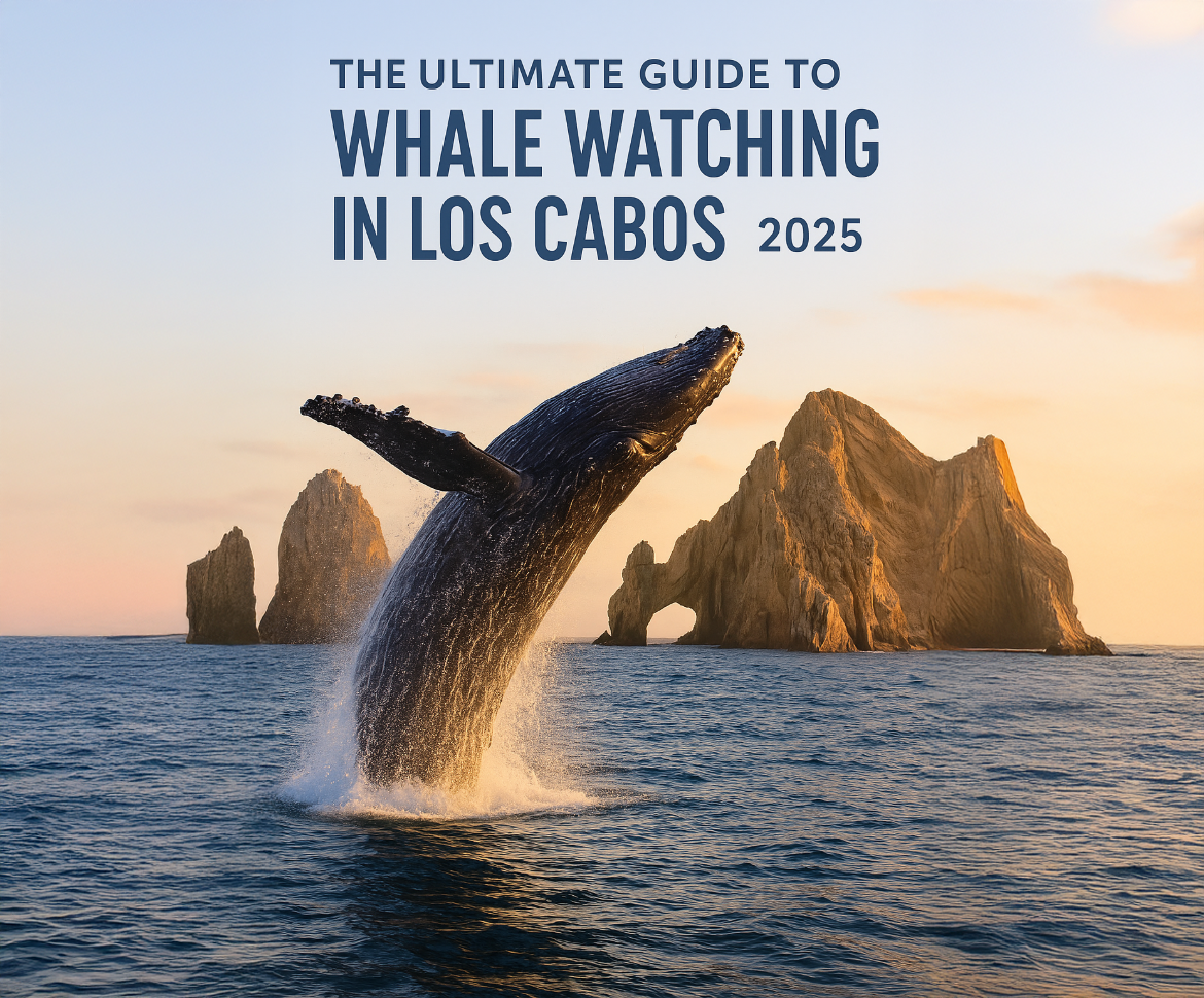 Whale Watching in Los Cabos 2025 | Best Tours, Season & Tips