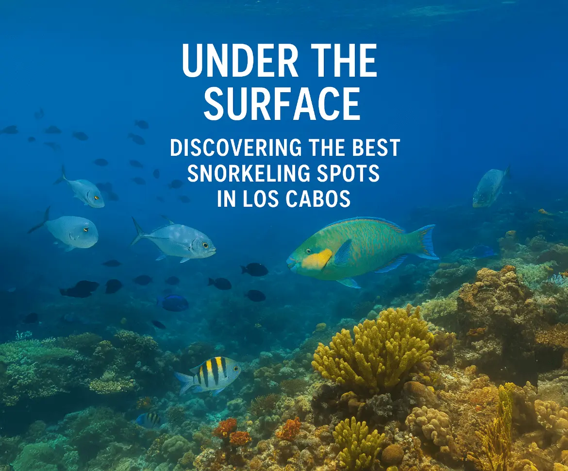 Best Snorkeling Spots in Los Cabos | Explore the Underwater Paradise